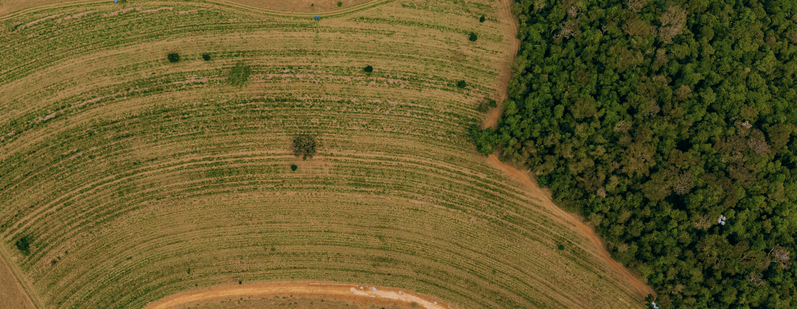 Fazenda Raízes, São Paulo
Área de pasto sendo convertida em agrofloresta, financiada pela CL