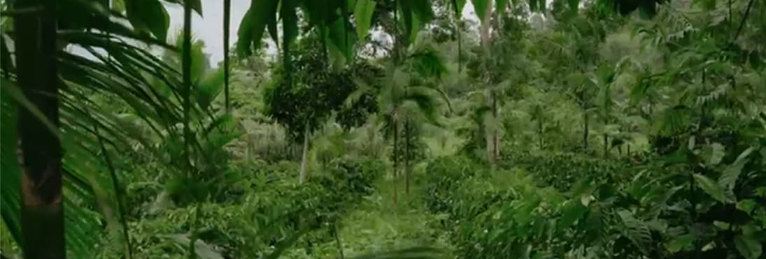 Agroforestry planning visualization