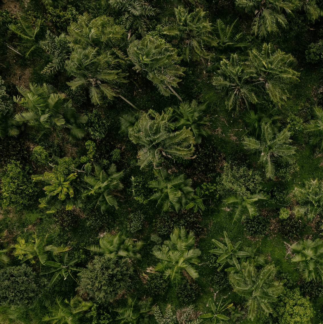 Aerial view of a biodiverse agroforest