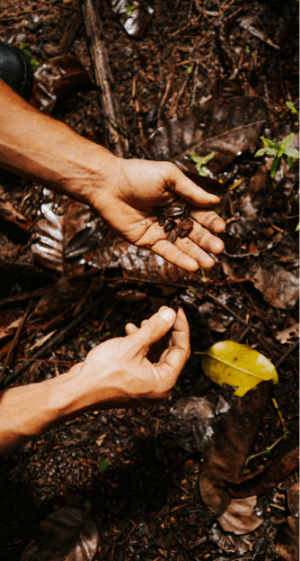 Hands planting a seedling in soil