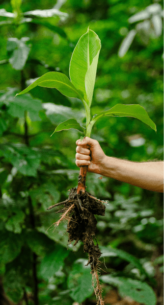 Person holding an agroforest seedling