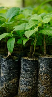 Young plants in pots