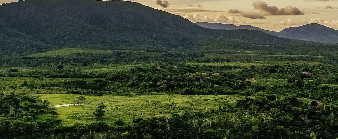 Forest landscape