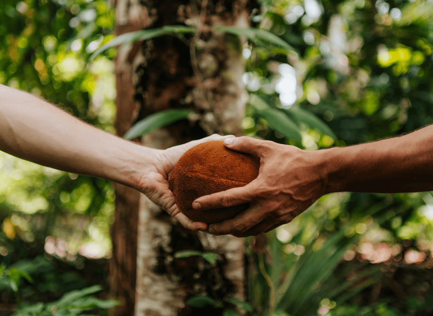 Mãos compartilhando um fruto da agrofloresta