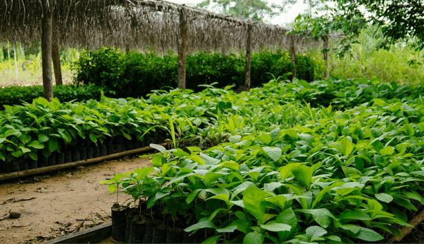 Agroforestry harvest financed by CL