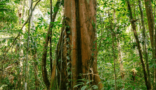 Forest and carbon credits