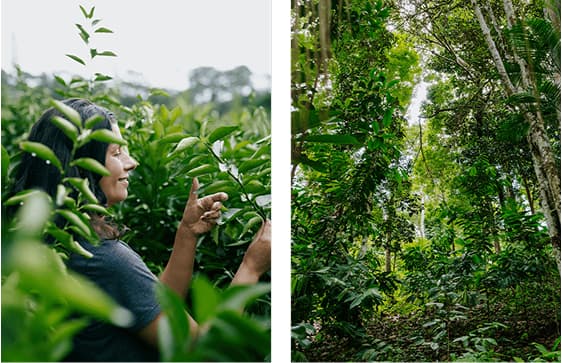 Agroforestry Benefits