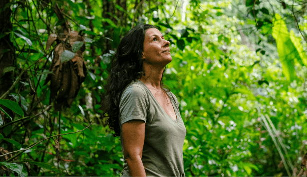 Producer in agroforest