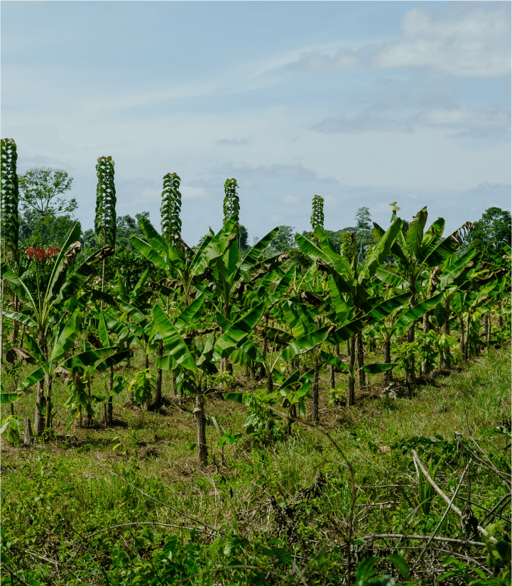 Roraima