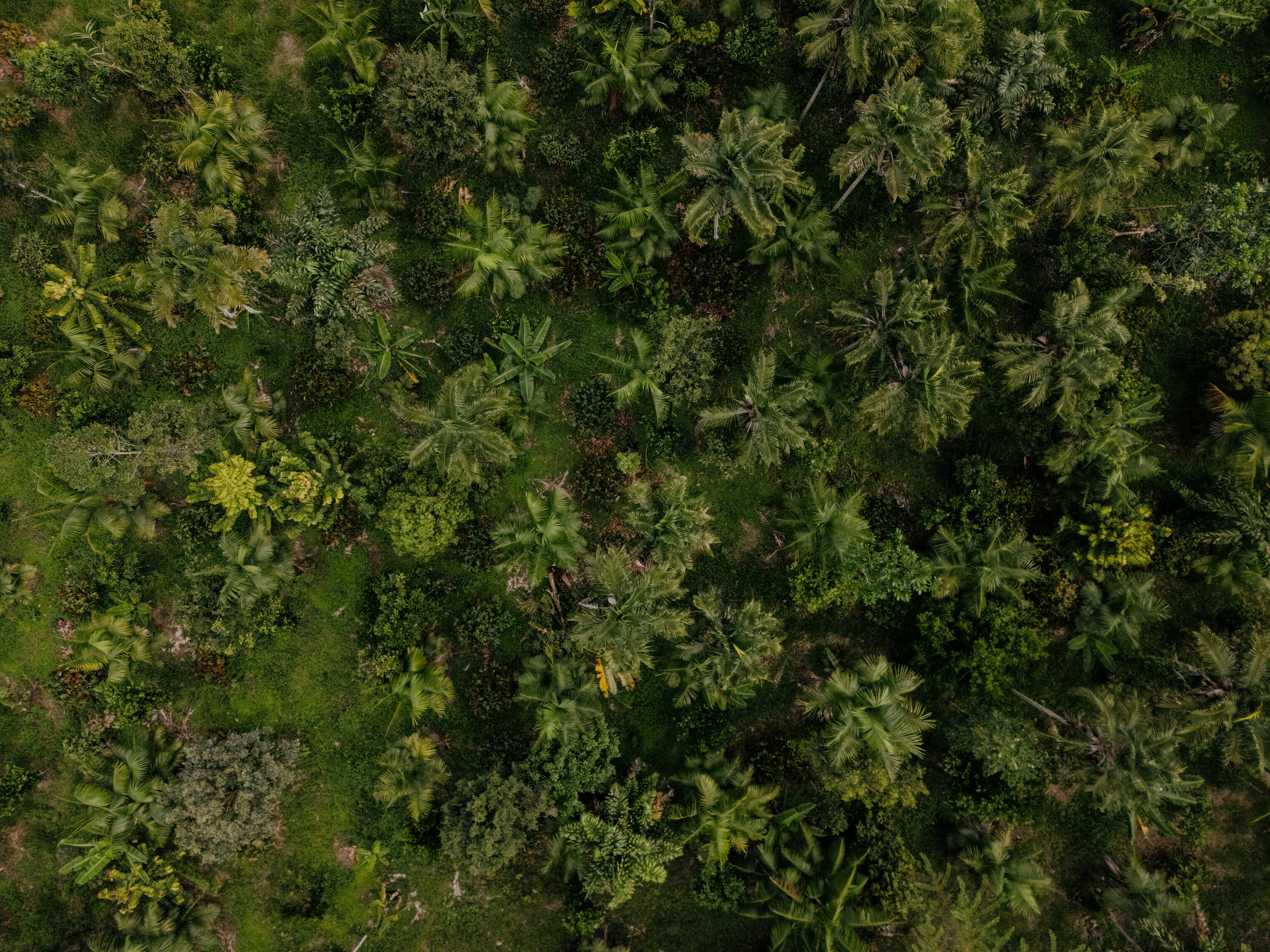 Multi-Actor Agroforestry Project Manager - Roraima