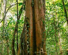 Bamboo