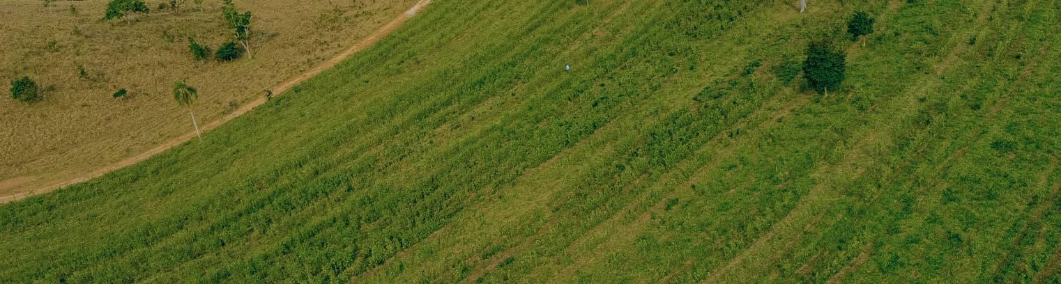 Raízes Agroforest, São Paulo
Pasture to agroforest transition financed by CL