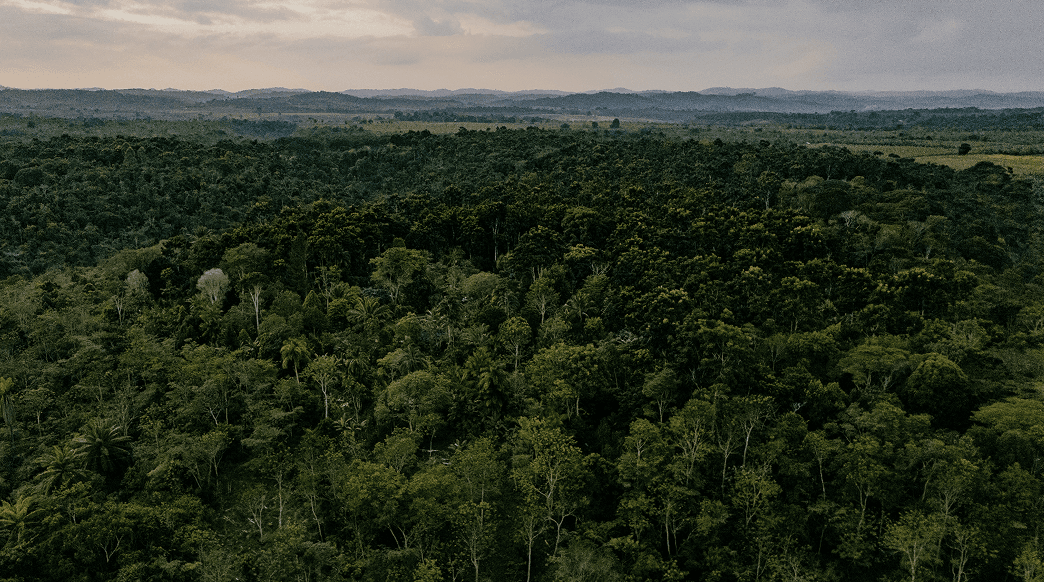 Certification and Carbon